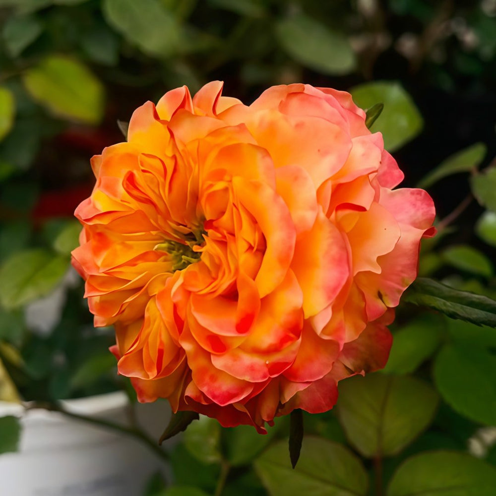 Acapulco Rose Plant｜阿卡普尔科 image 3