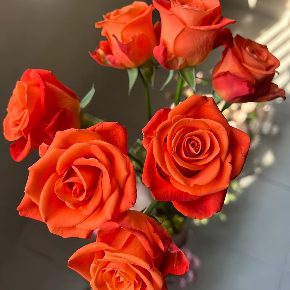 Orange Party Rose Plant|金色交响曲 image 5