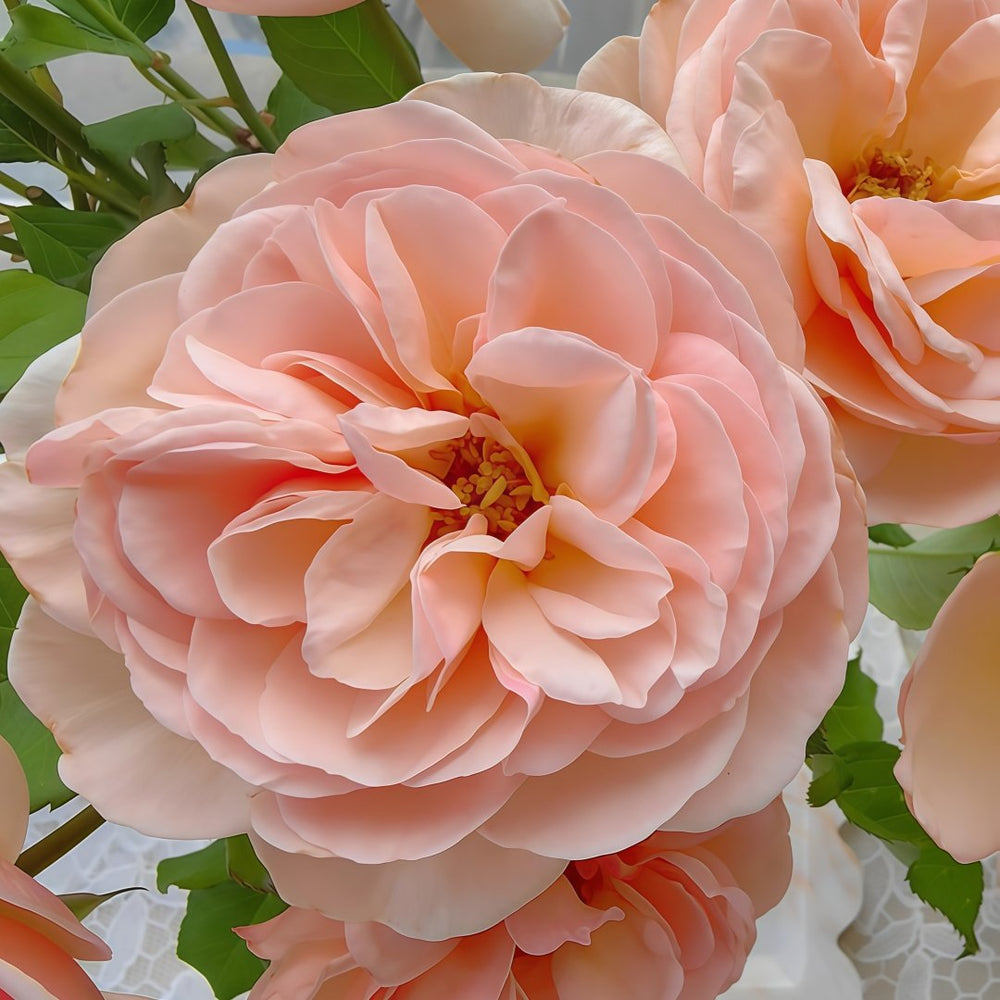Rose Angers Rose Plant|娇媚昂热城堡 image 4