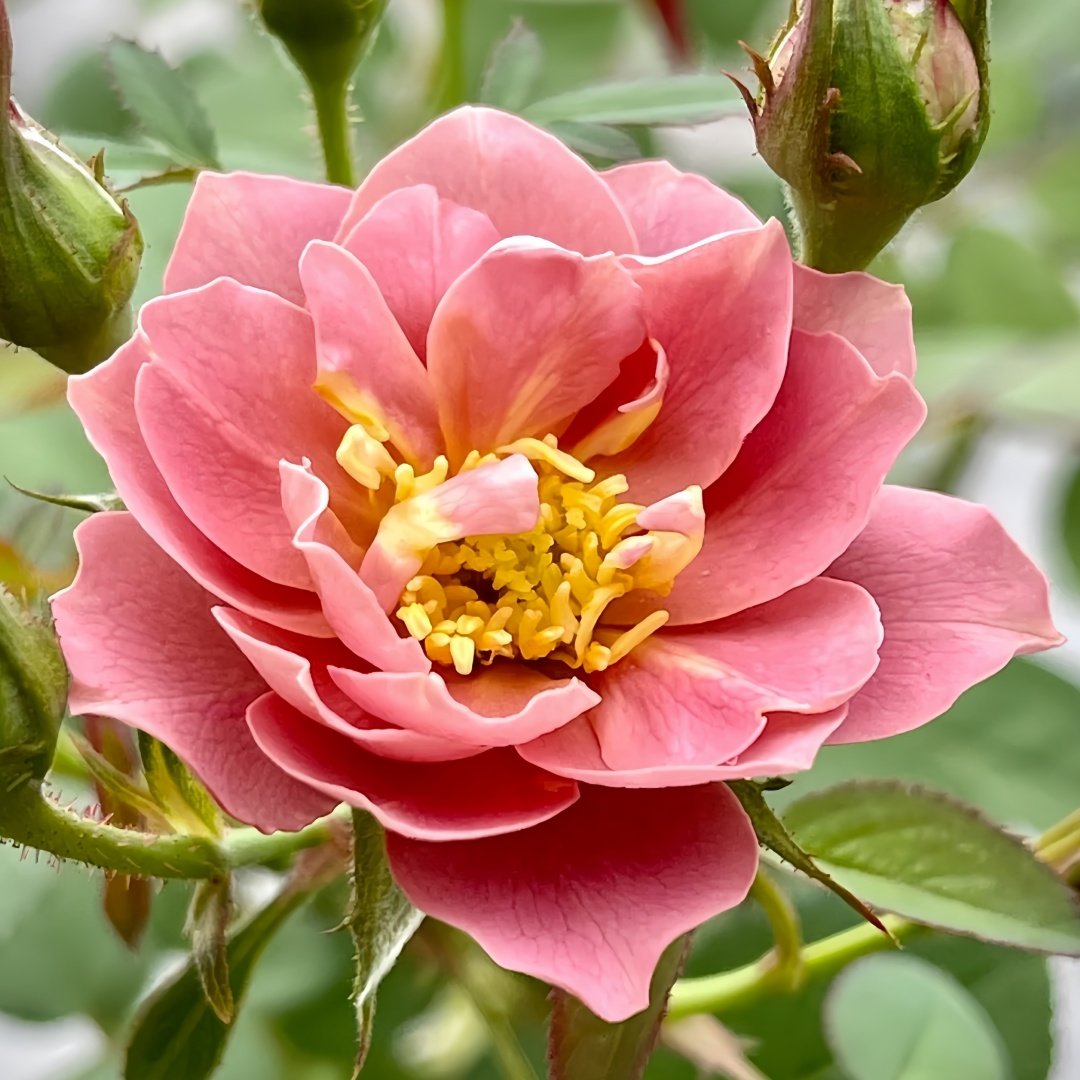 Aoi-fuga Rose Plant｜葵-风雅 image 6