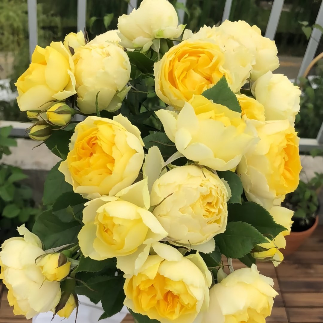 Canary Rose Plant|金丝雀 image 4