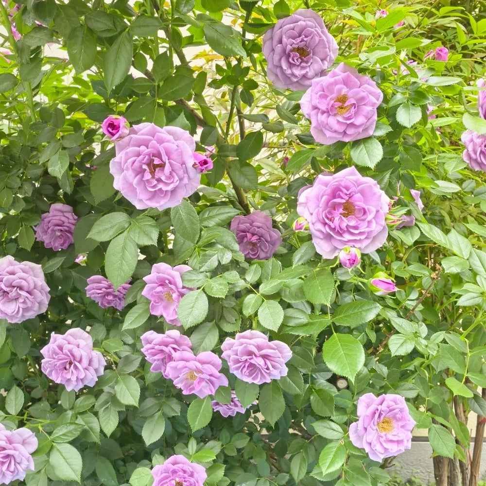 Lavender Flower Circus Rose Plant｜薰衣草门廊 image 16