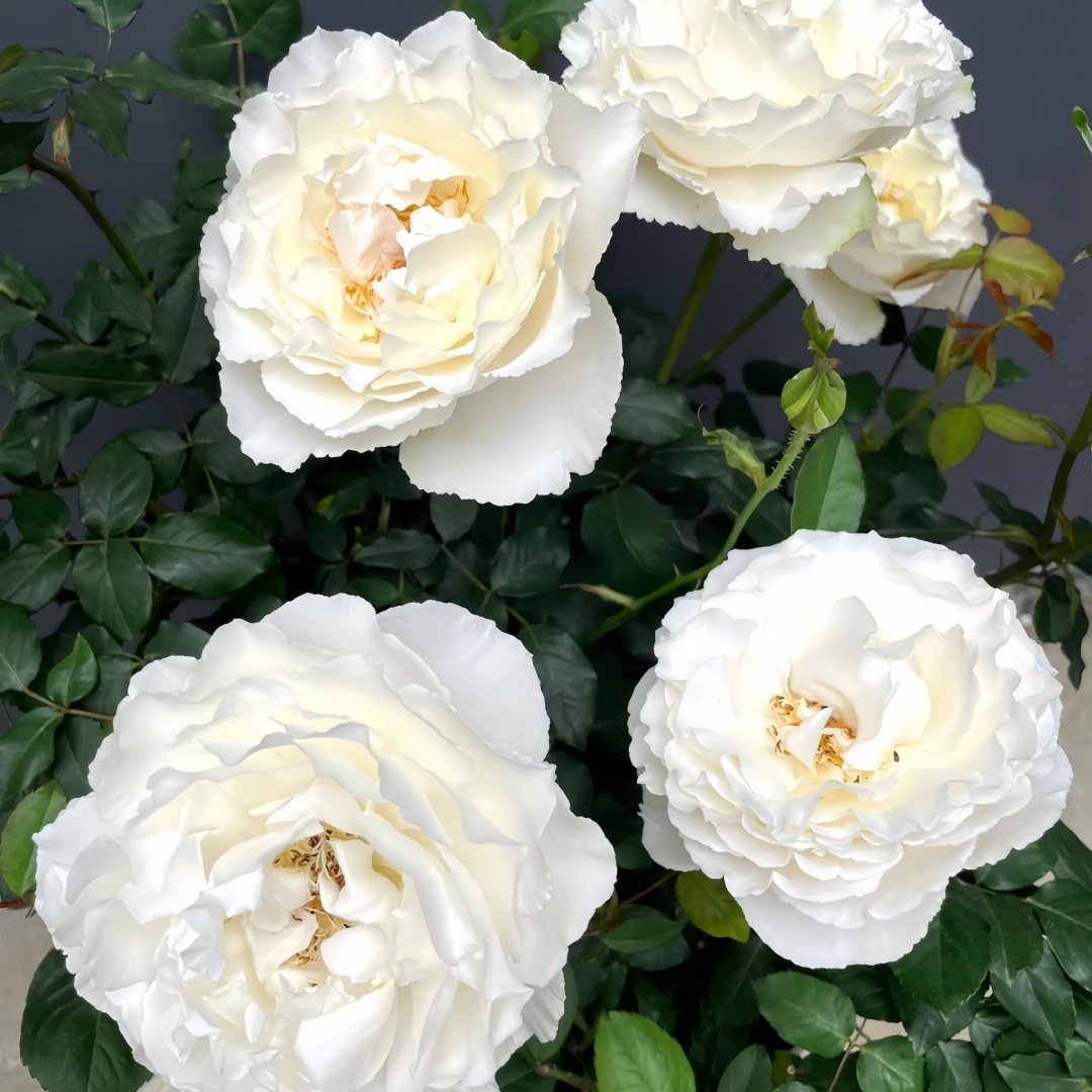 Blanche Neige Rose Plant｜伊芙白雪公主 image 6