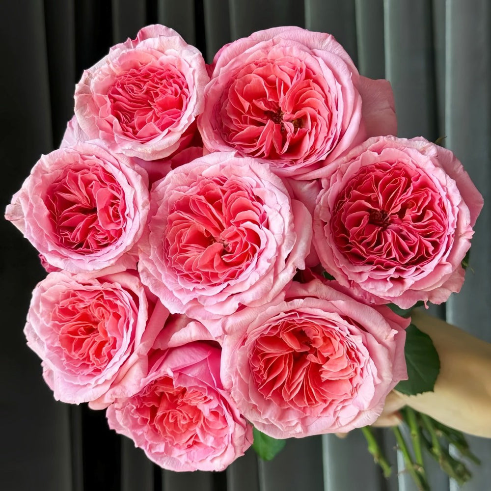 Laurent Cabrol Rose Plant｜劳朗卡布罗尔 image 0