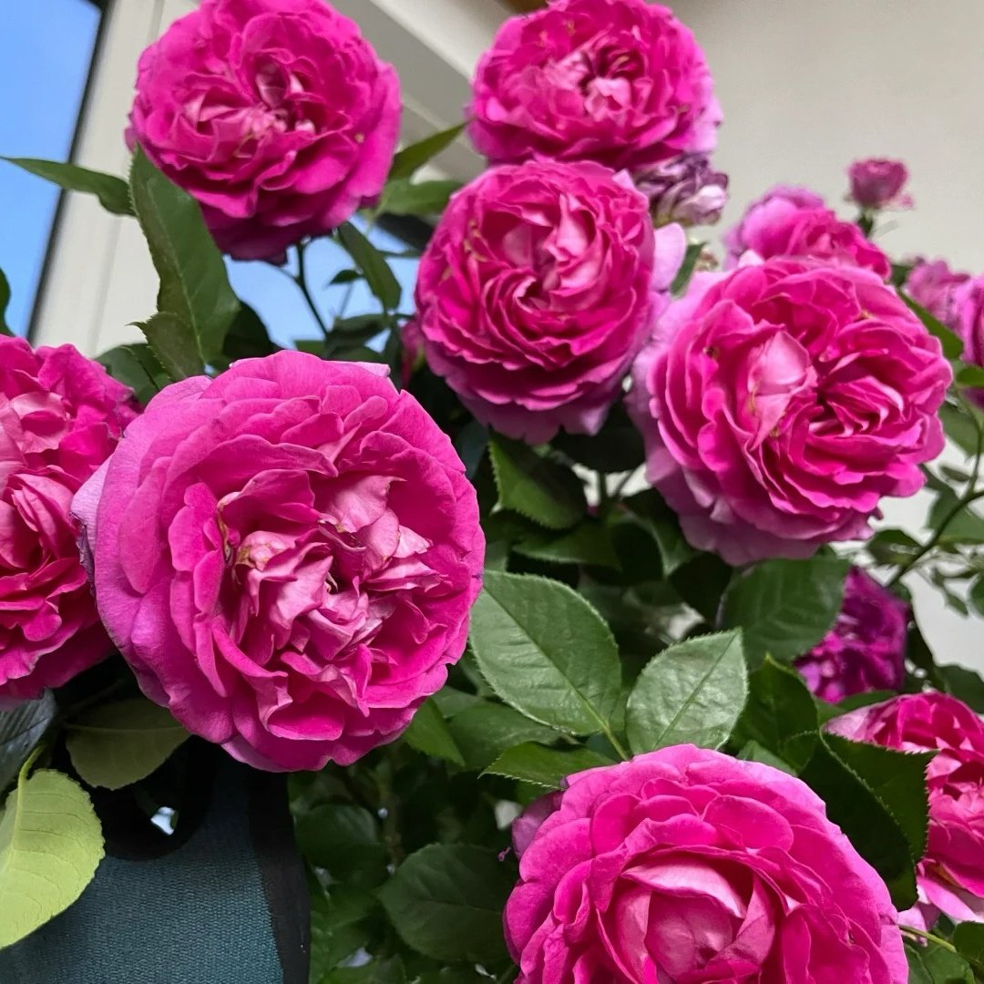 Fräulein Maria Rose Plant｜音乐之声 image 5