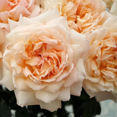 Princess Holly's Hope Rose Plant|霍莉公主的希望 image 3
