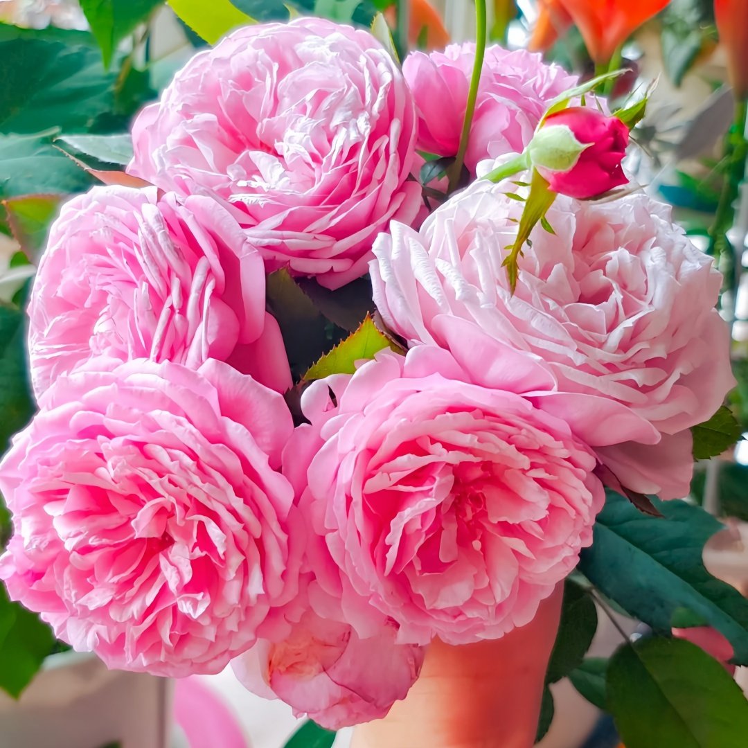 Yves Wishing Rose Plant|伊芙心愿 image 4