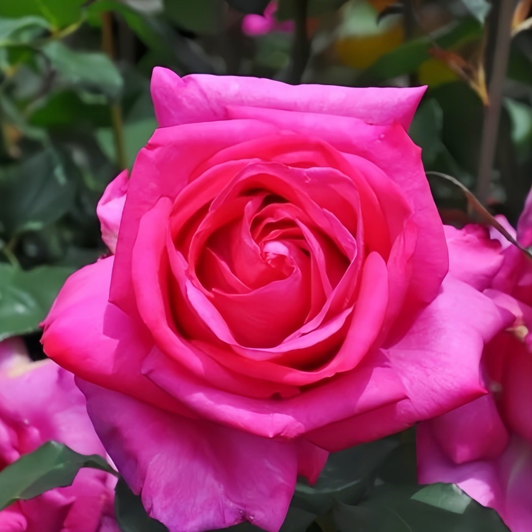 Parole Rose Plant|诉说 image 8