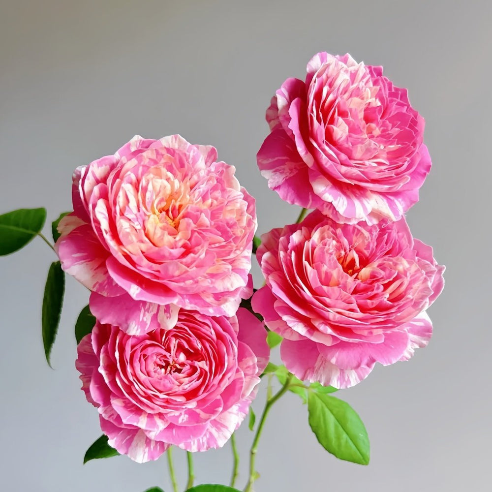 Claude Monet Rose Plant｜莫奈 image 5