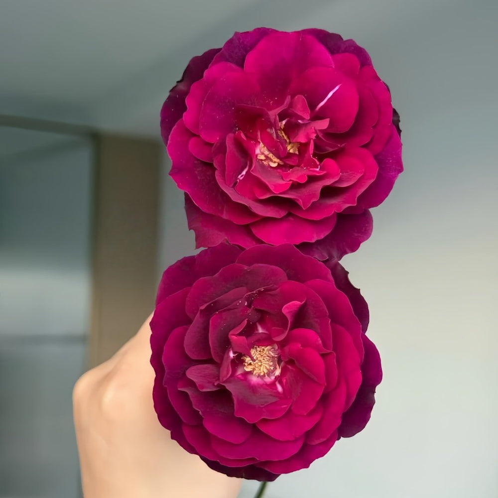 Louis XIV Rose Plant ｜路易十四 image 6