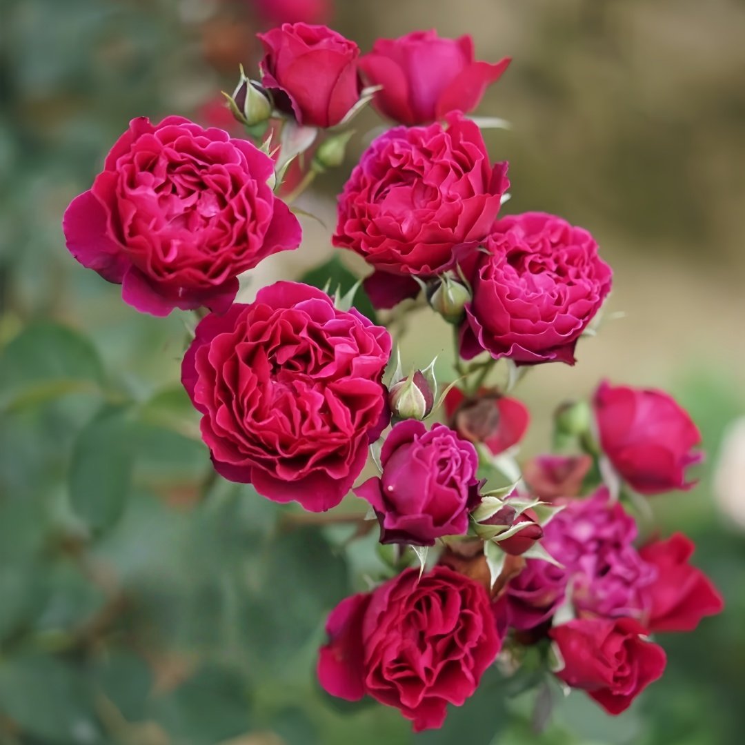 Velvety Twilight Rose Plant｜暮光之城 image 8