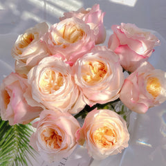 Victorian Peach Rose Plant|维多利亚蜜桃 image 0