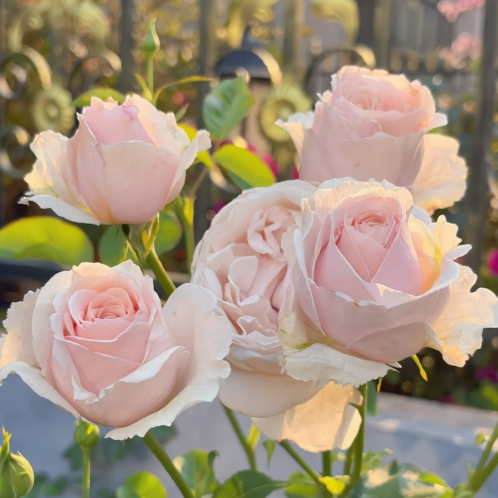 Mansfield Park Rose Plant｜曼斯菲尔德庄园 image 2