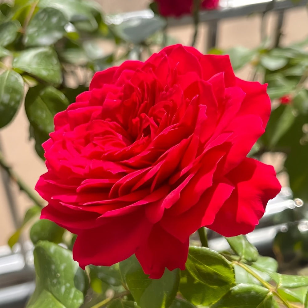 Red Ribbon Ruban Rouge Rose Plant ｜红丝带 image 4