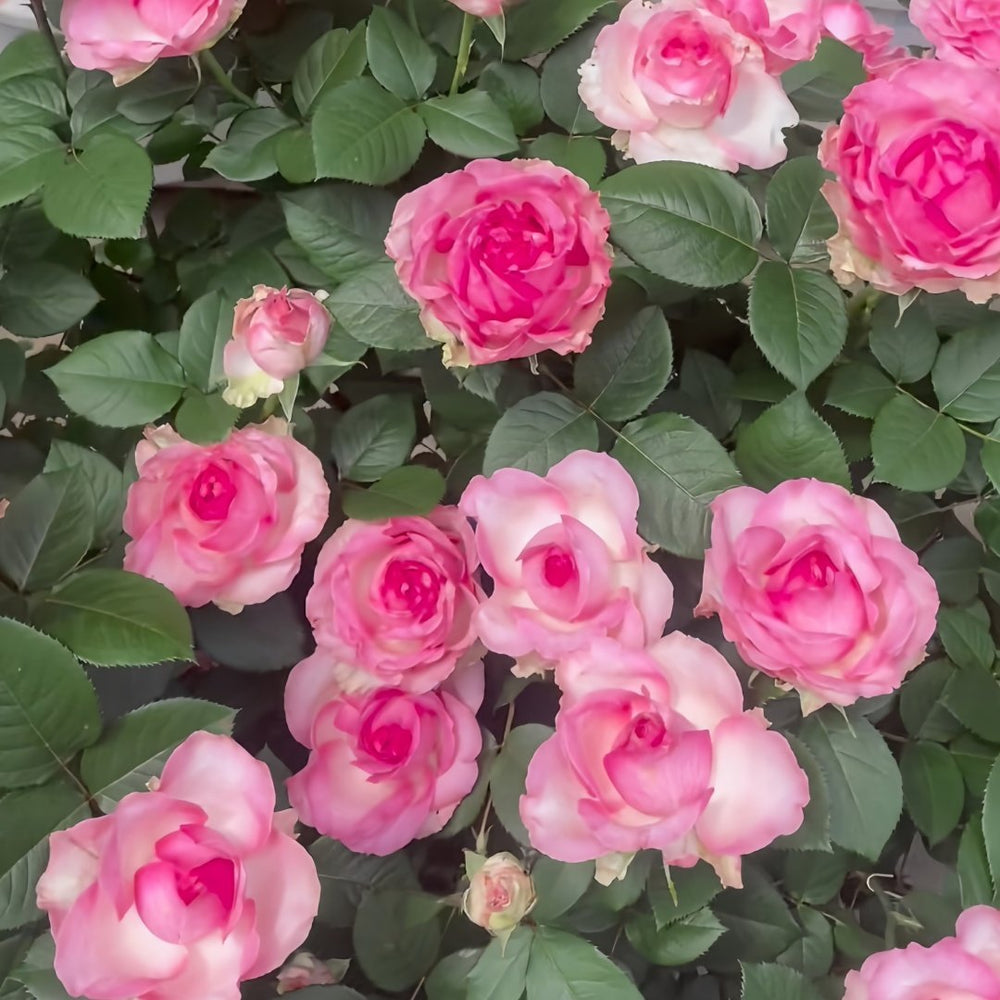 Candy Avalanche Rose Plant｜糖果雪山 image 8