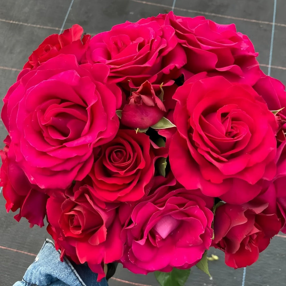 Belles Rives Rose Plant｜美人丽芙 image 0