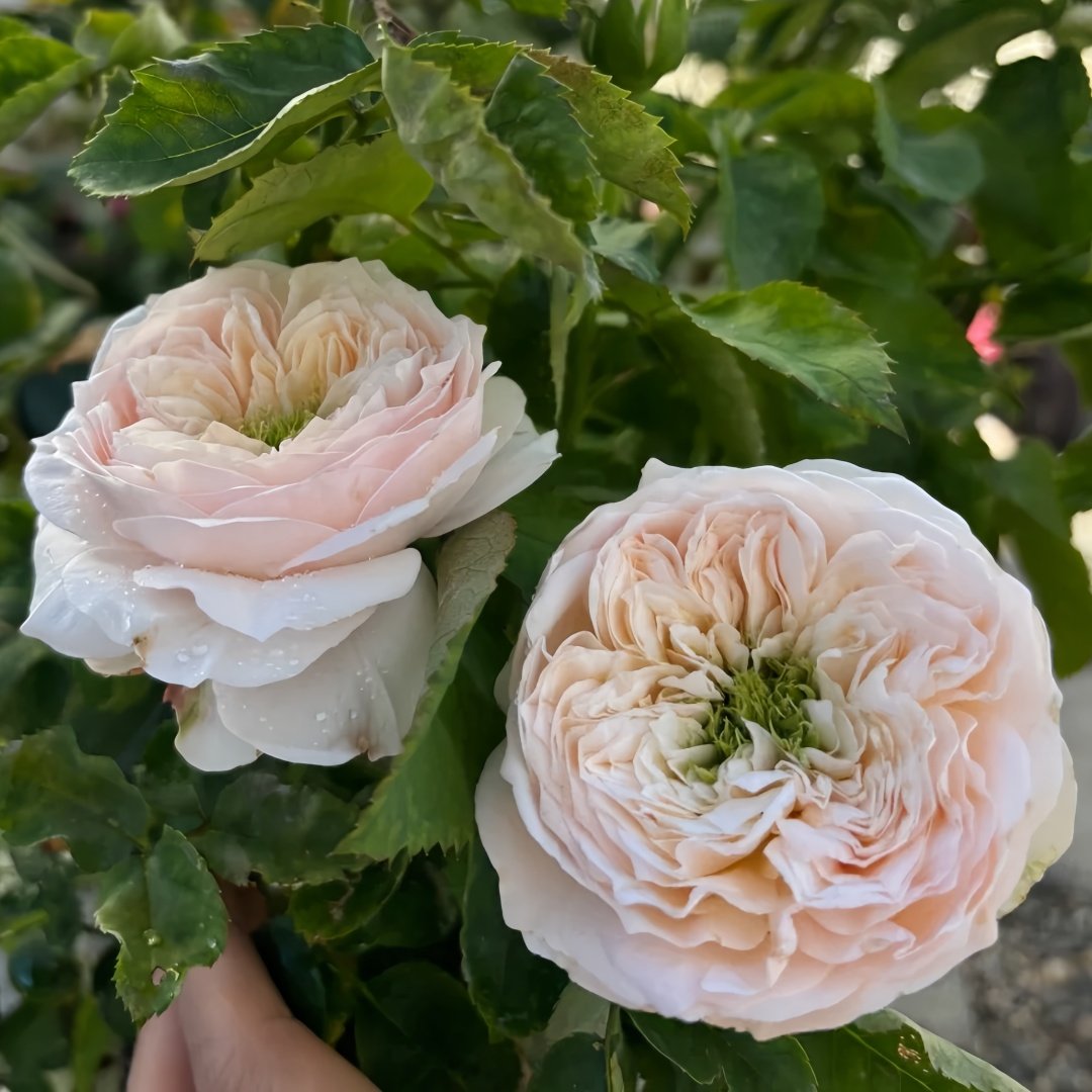 Sweet Diamond Rose Plant|甜蜜钻石 image 5