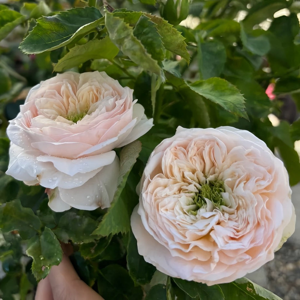 Sweet Diamond Rose Plant|甜蜜钻石 image 5