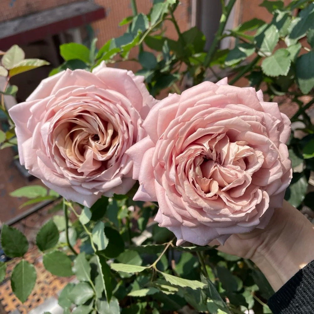 Charity Rose Plant | 慈善 image 3