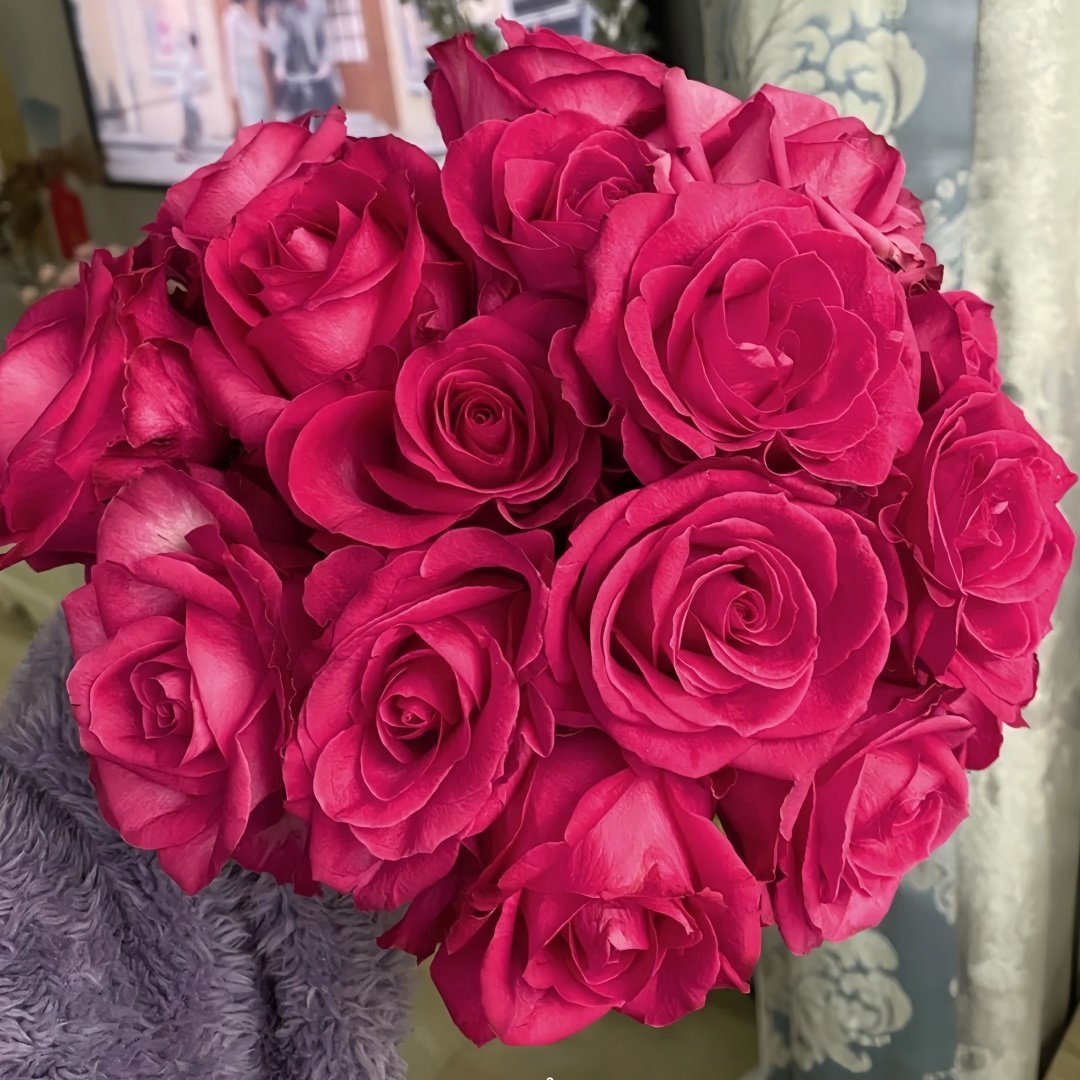 Cherry Avalanche Rose Plant｜樱桃雪山 image 1