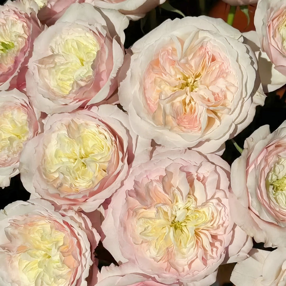 Keira Rose Plant|凯拉玫瑰 image 7