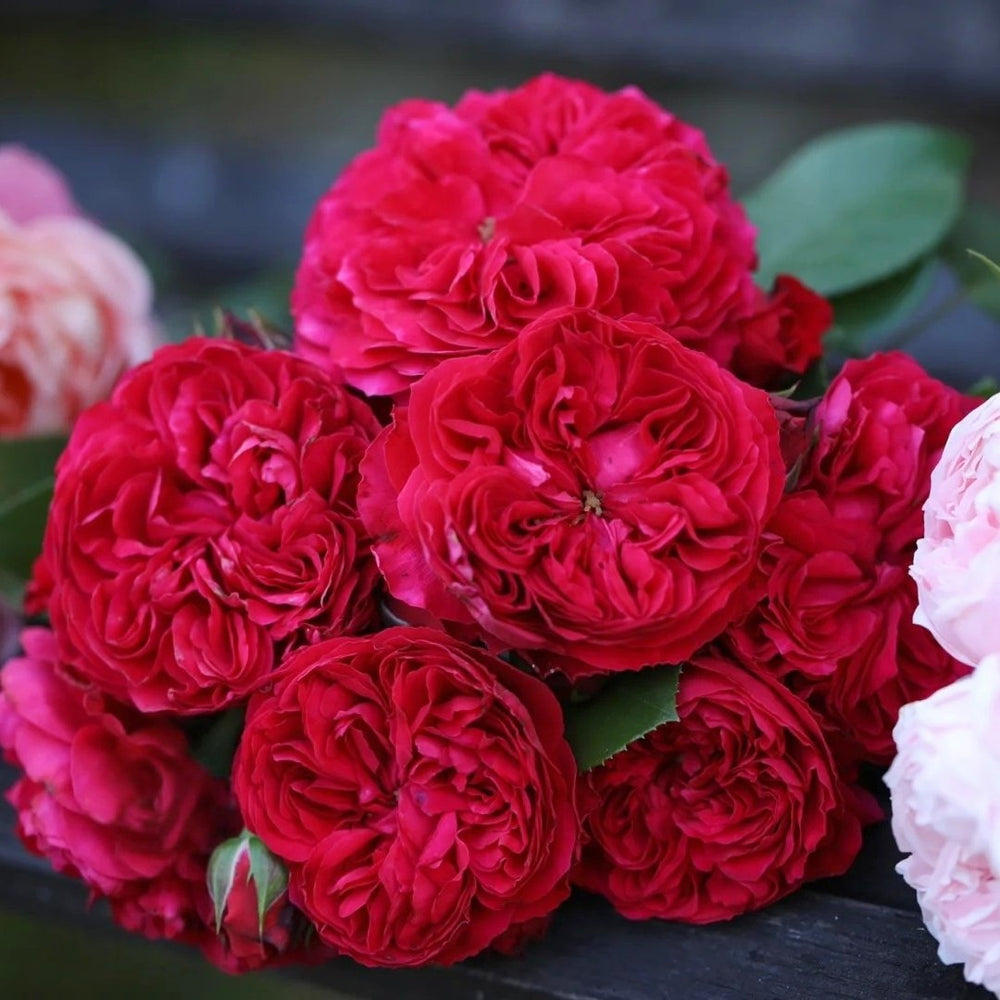 Red Leonardo da Vinci Rose Plant｜红色达芬奇 image 3
