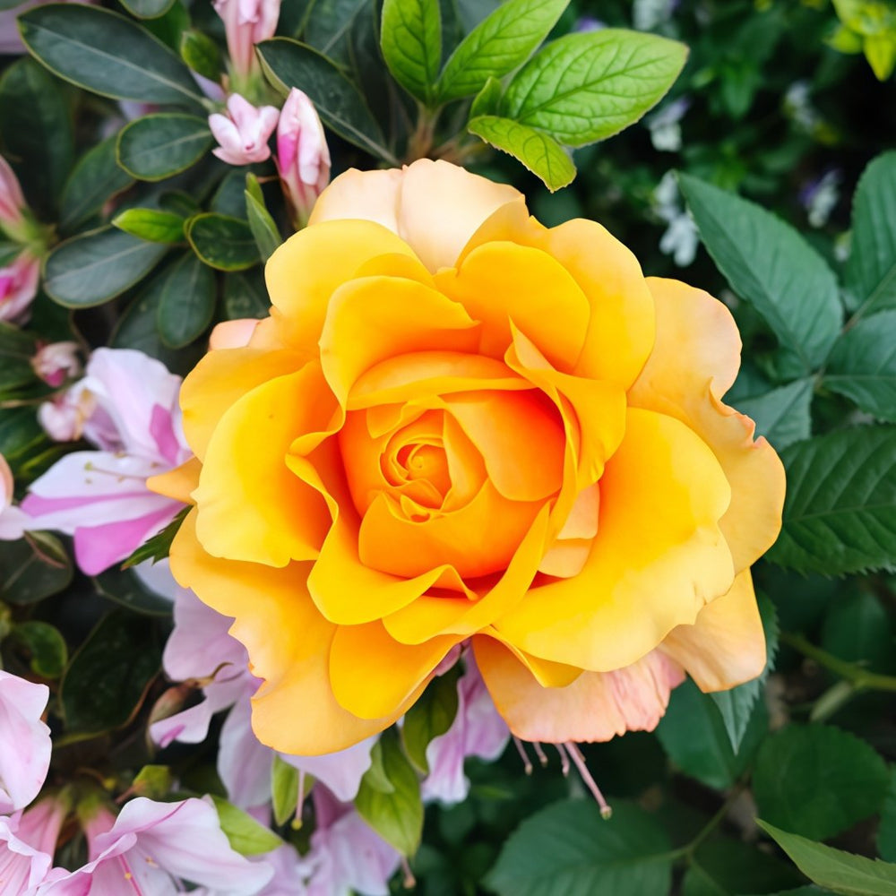 El Paso Forever Rose Plant｜永远的艾帕索 image 6