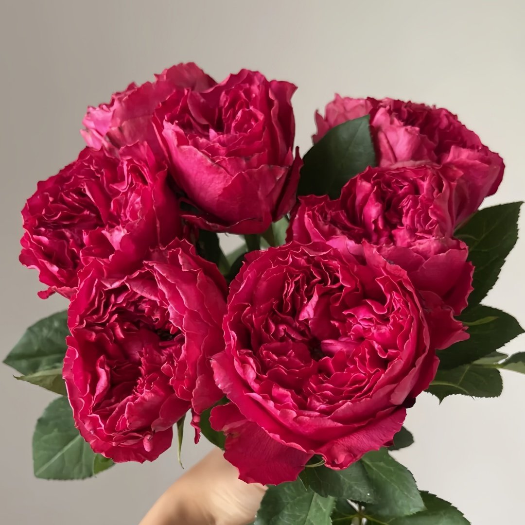 Rospberry Elegance Rose Plant｜优雅树莓 image 4