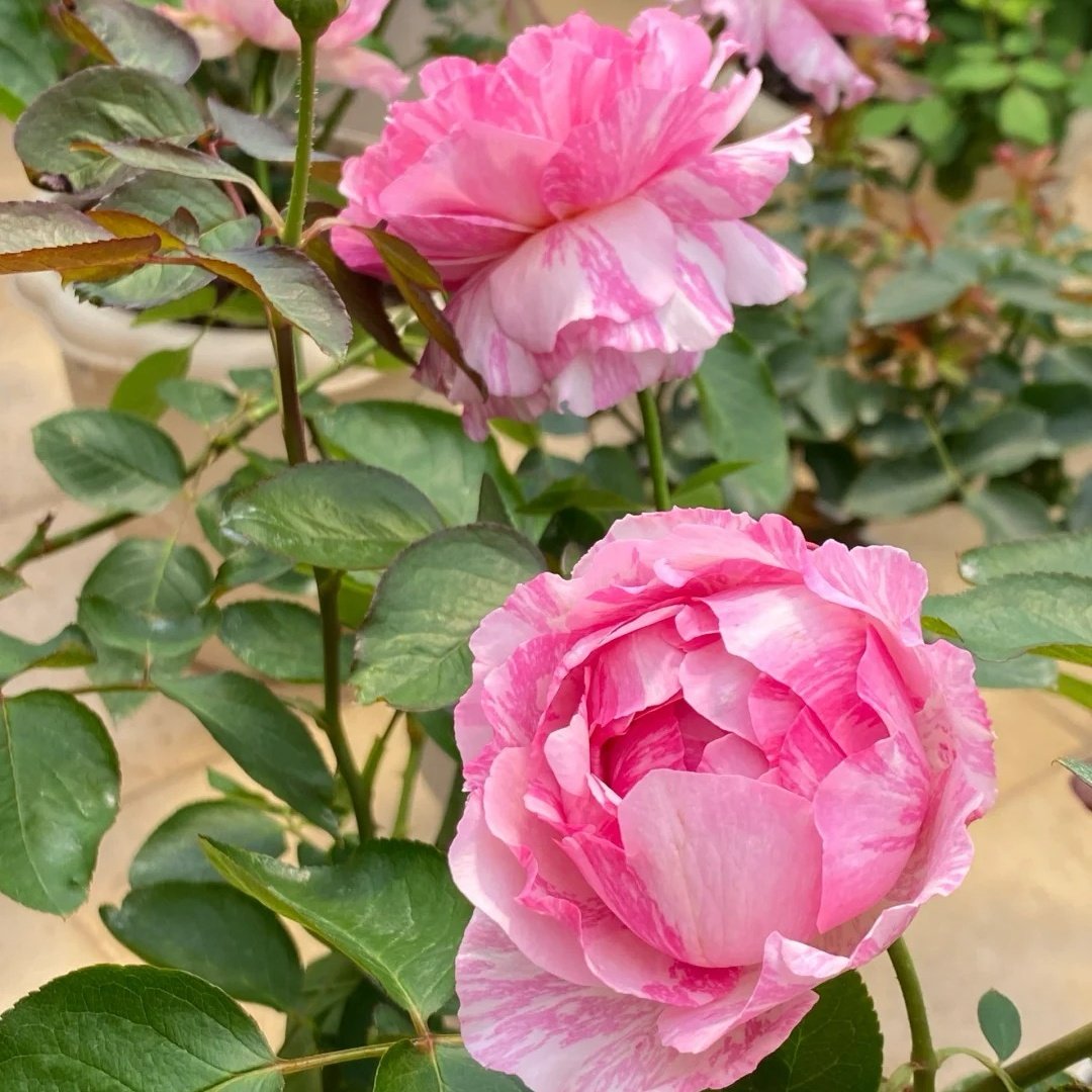 Yves Splash Rose Plant | 伊芙飞溅 image 5