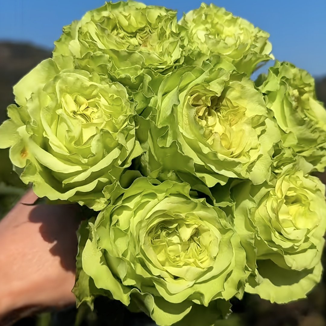 Super Green Rose Plant| 超级绿 image 5