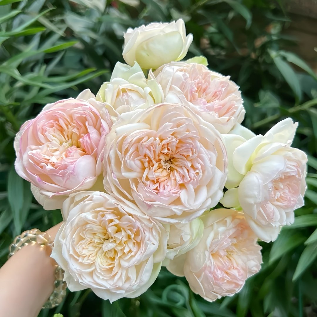 The Scientist Rose Plant|科学家 image 2
