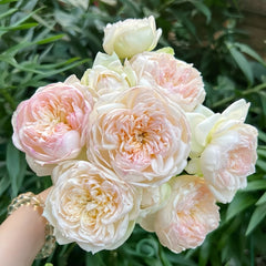 The Scientist Rose Plant|科学家 image 2