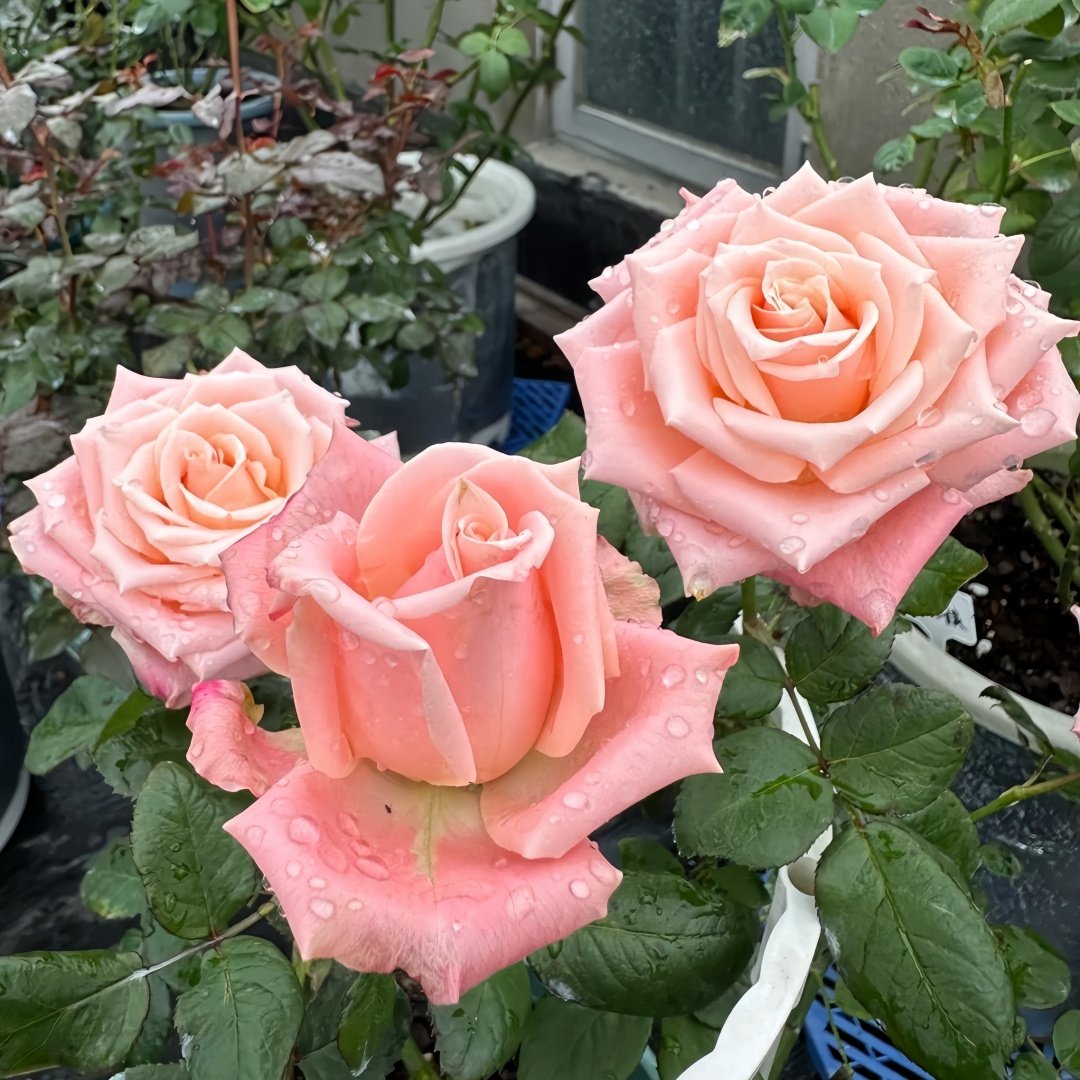 Almond Milk Candy Rose Plant|杏仁奶糖 image 5