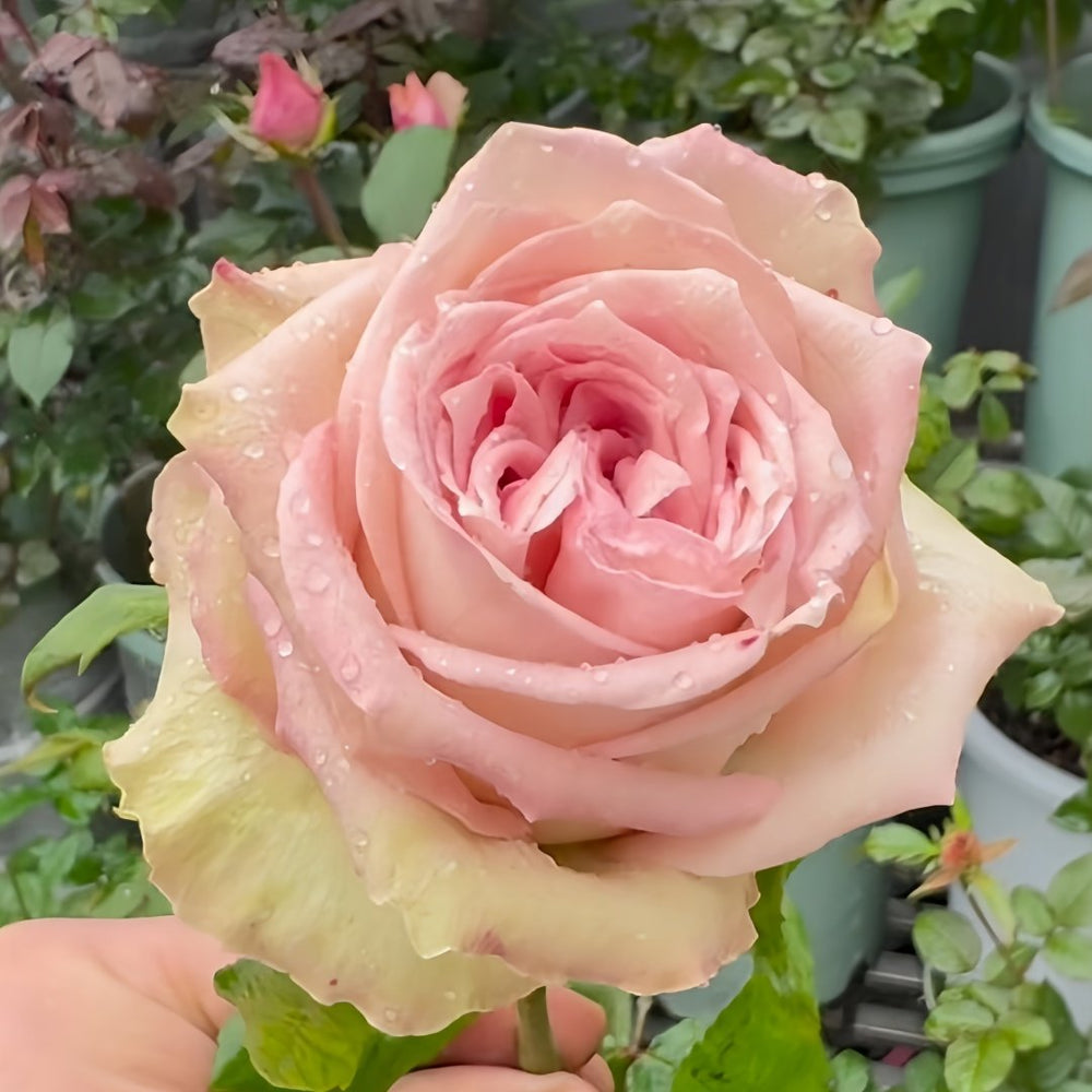 Sweet Elegance Rose Plant|甜蜜高雅 image 6