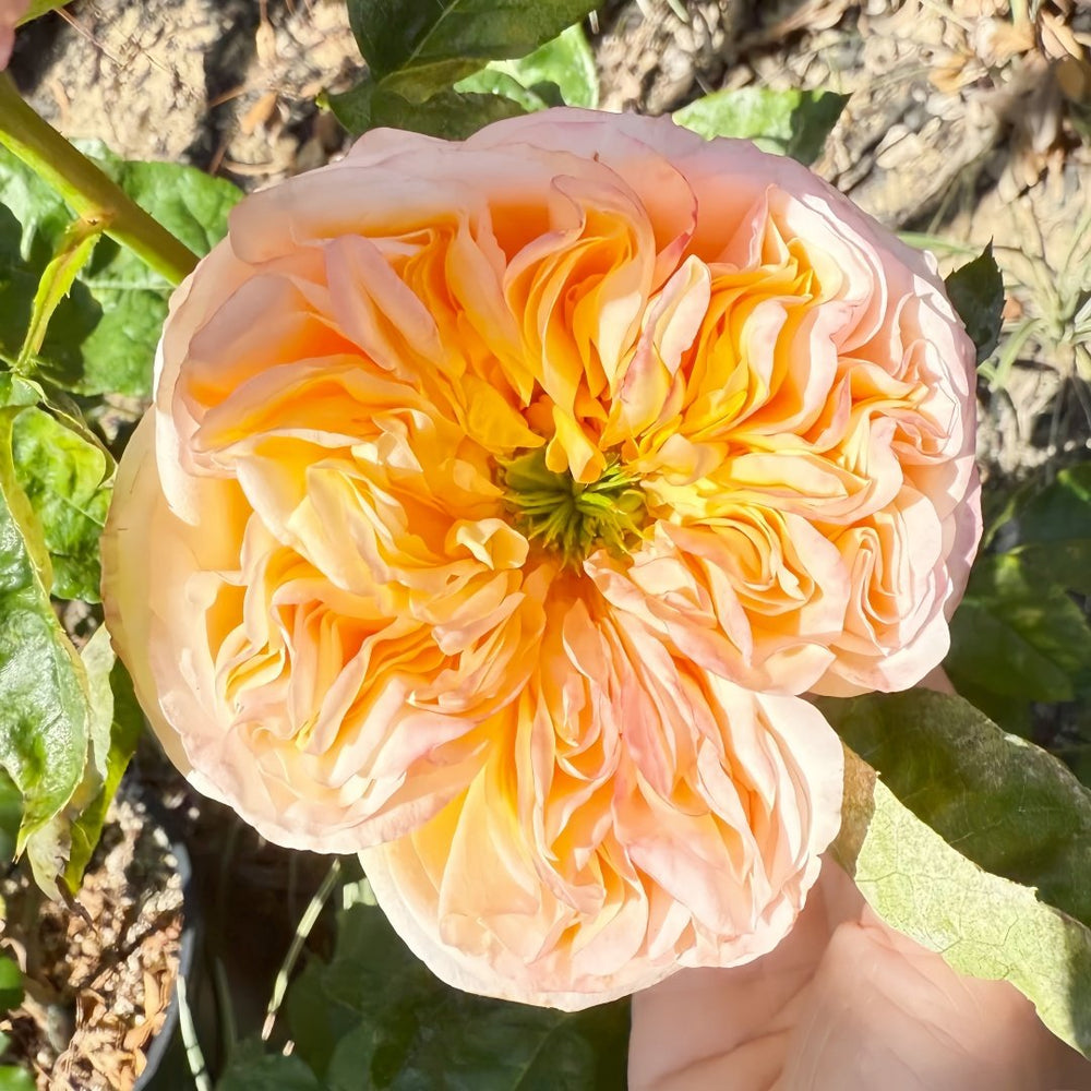 Cream X-Pression Rose Plant｜奶油激情 image 1