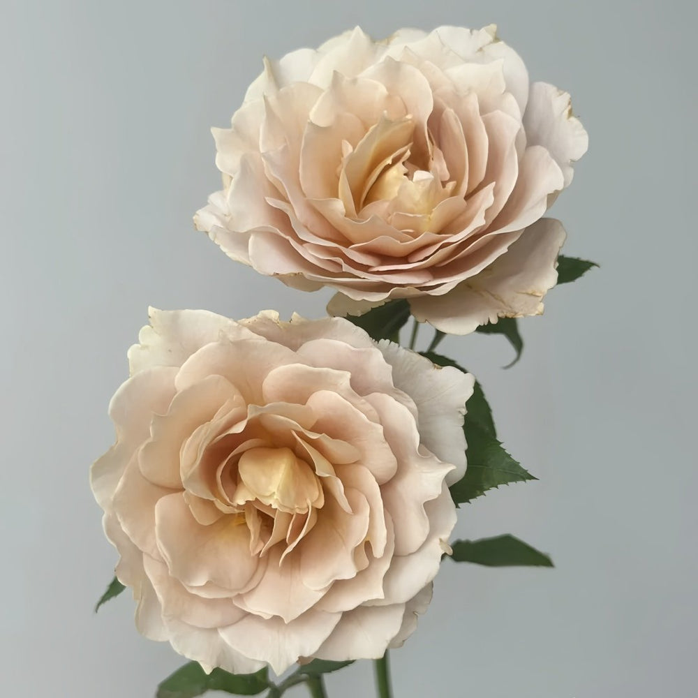 Suo Qingqiu Rose Plant｜锁清秋 image 5