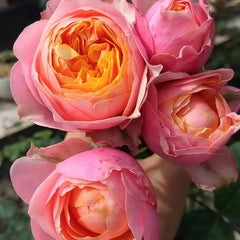Romantic Vuvuzela Rose Plant|浪漫珊瑚心 image 3