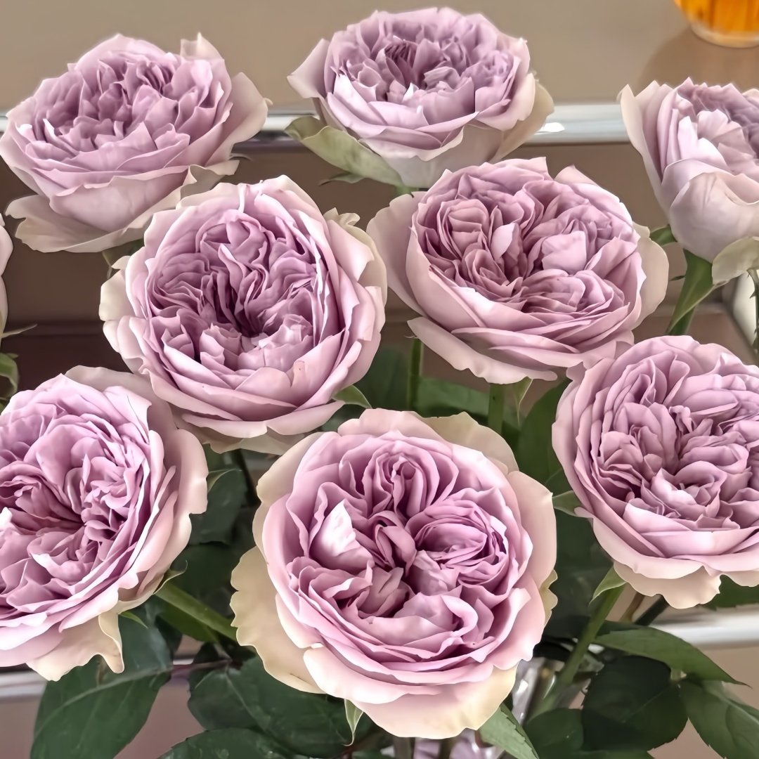 Villa Lila Rose Plant|莉拉别墅 image 9