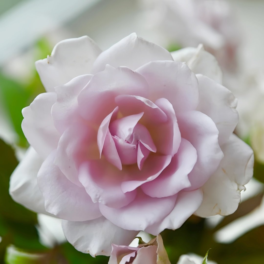 Noble Shine Rose Plant|贵族礼光 image 4