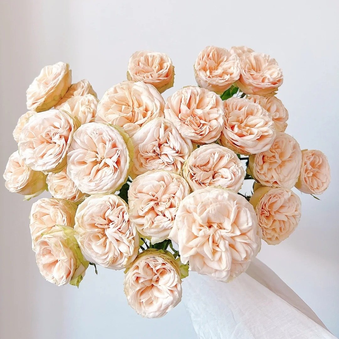 Gentle Trendsetter Rose Plant | 温柔宝藏 image 4