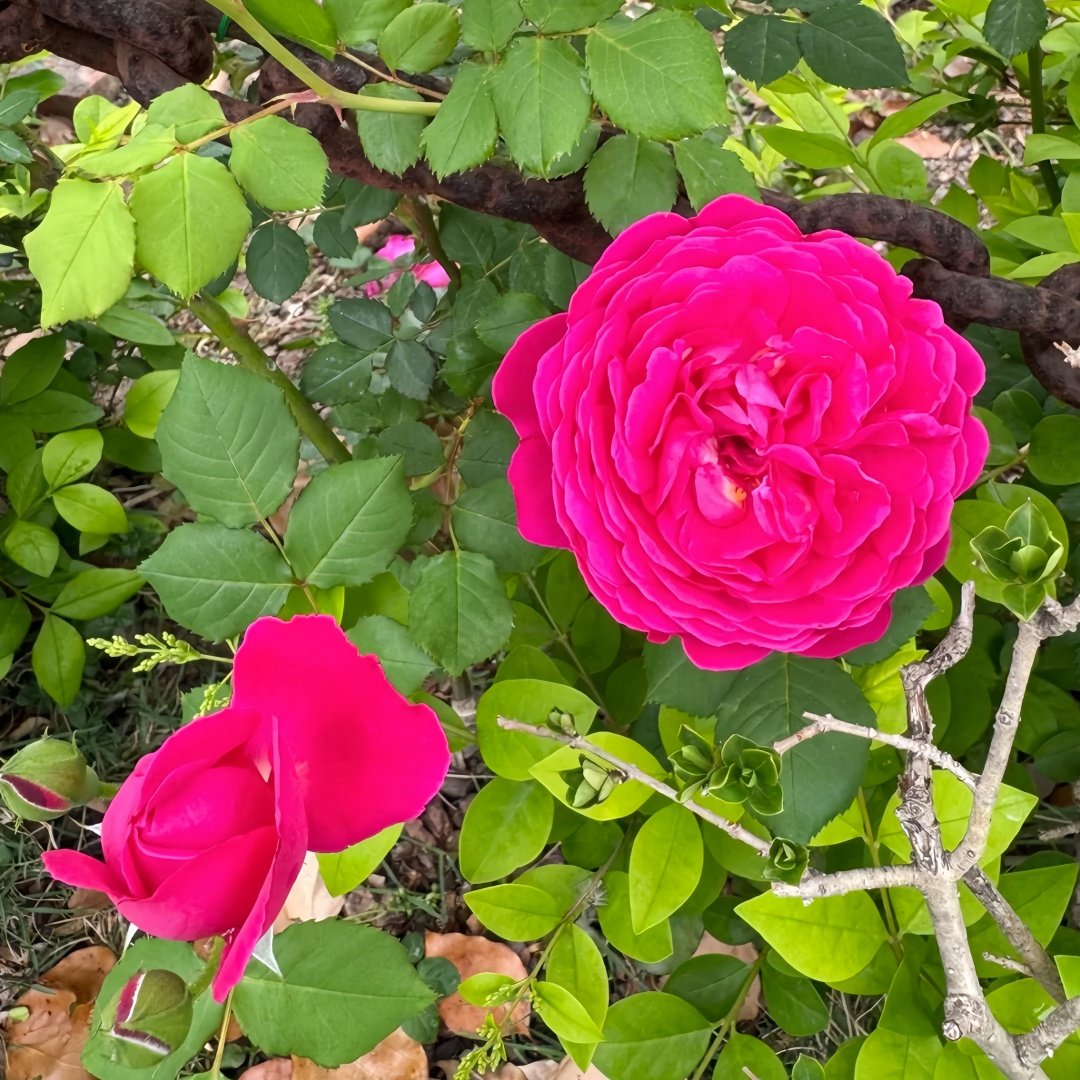 Cybelle Rose Plant｜熹蓓儿 image 3