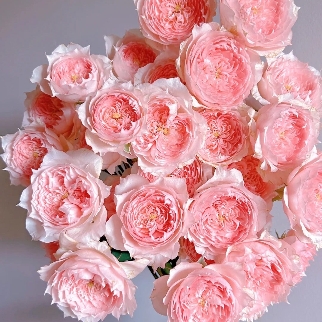 Monique Darve Rose Plant | 莫妮卡戴维 image 10