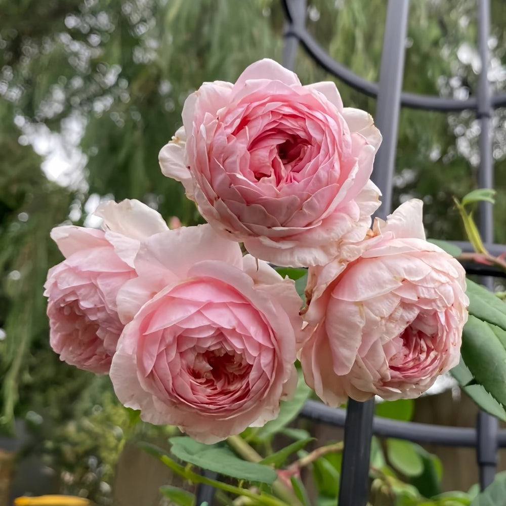 William Morris Rose Plant|威廉莫里斯 image 4