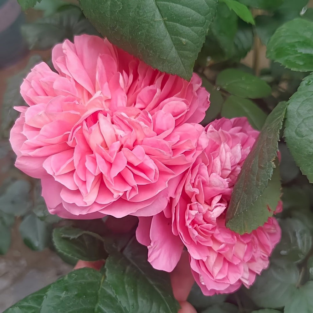 LionHeart Rose Plant|狮子心 image 7