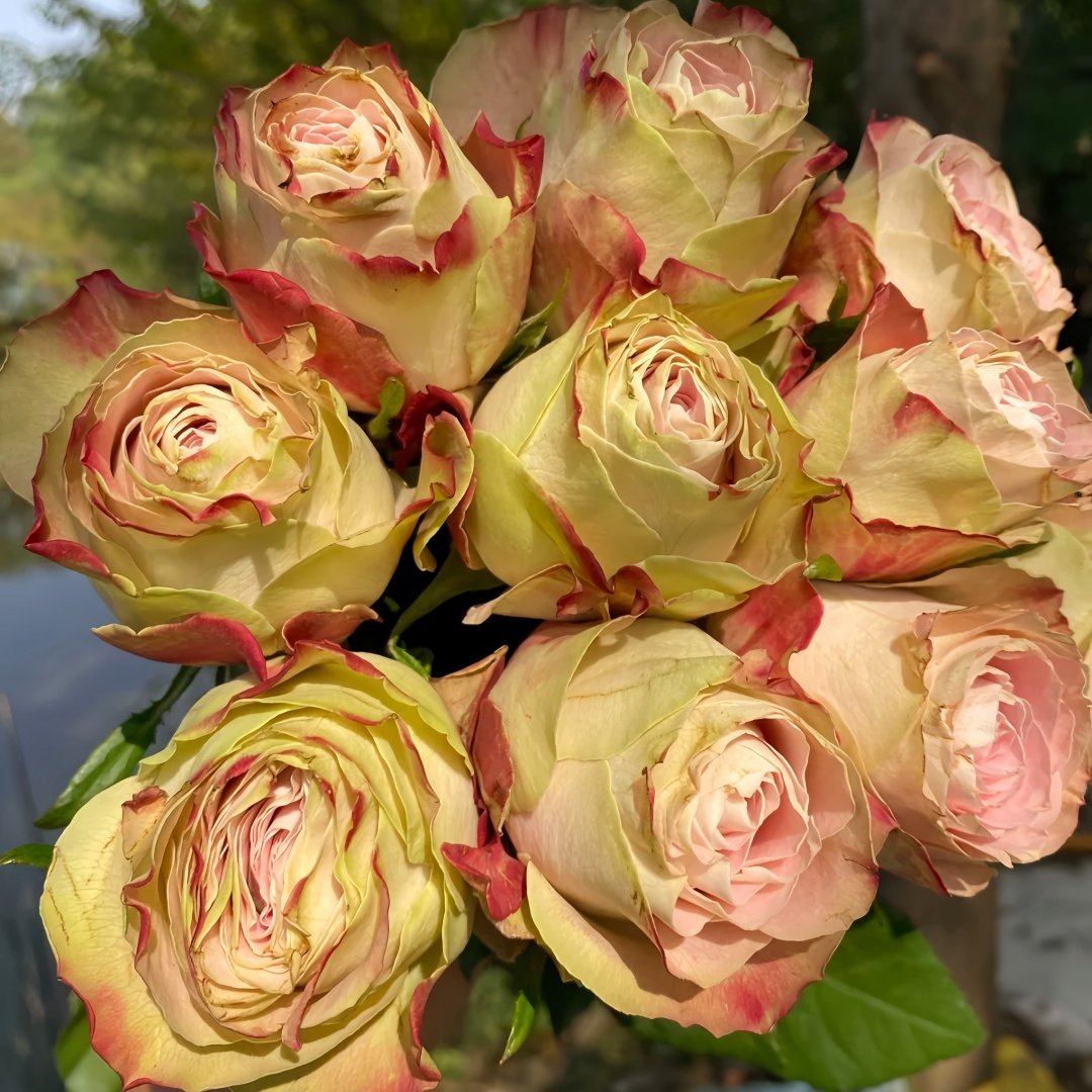 Upper Secret Rose Plant|上层秘密 image 9