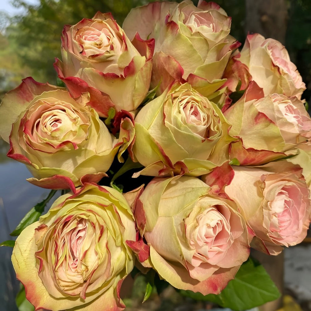 Upper Secret Rose Plant|上层秘密 image 9
