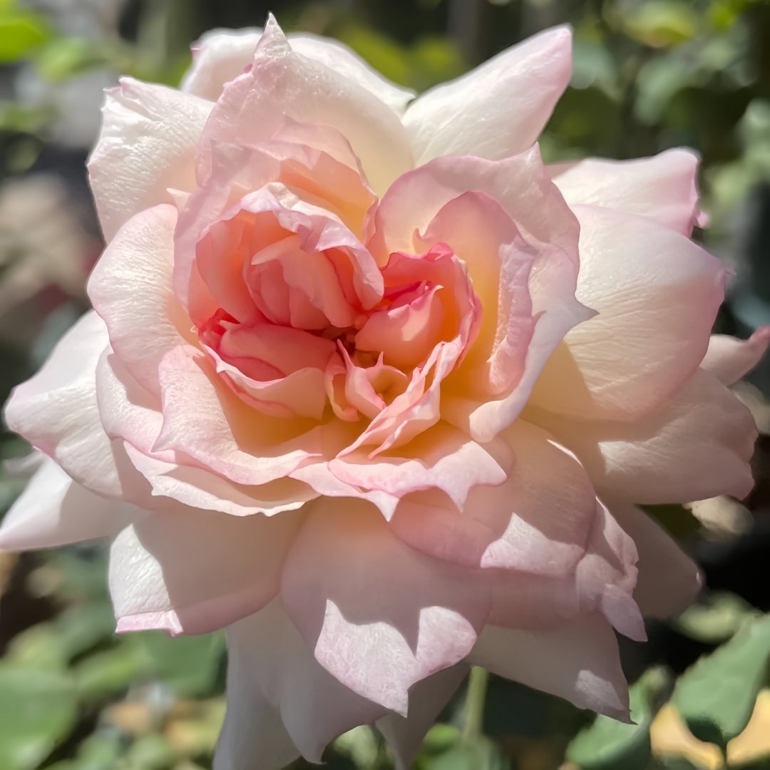 Nausica Rose Plant|娜乌西卡 image 2