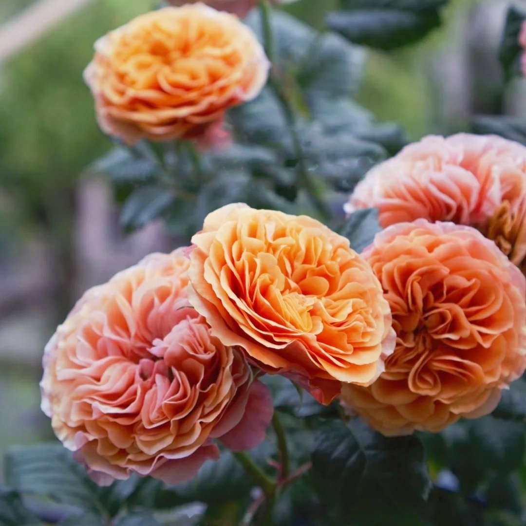 Kensington Garden Rose Plant｜肯辛顿公园 image 5