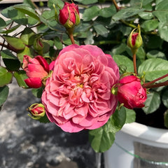 Nagi Rose Plant｜凪 image 2