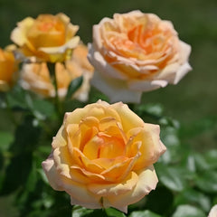 Cote d'or Rose Plant｜金丘 image 3